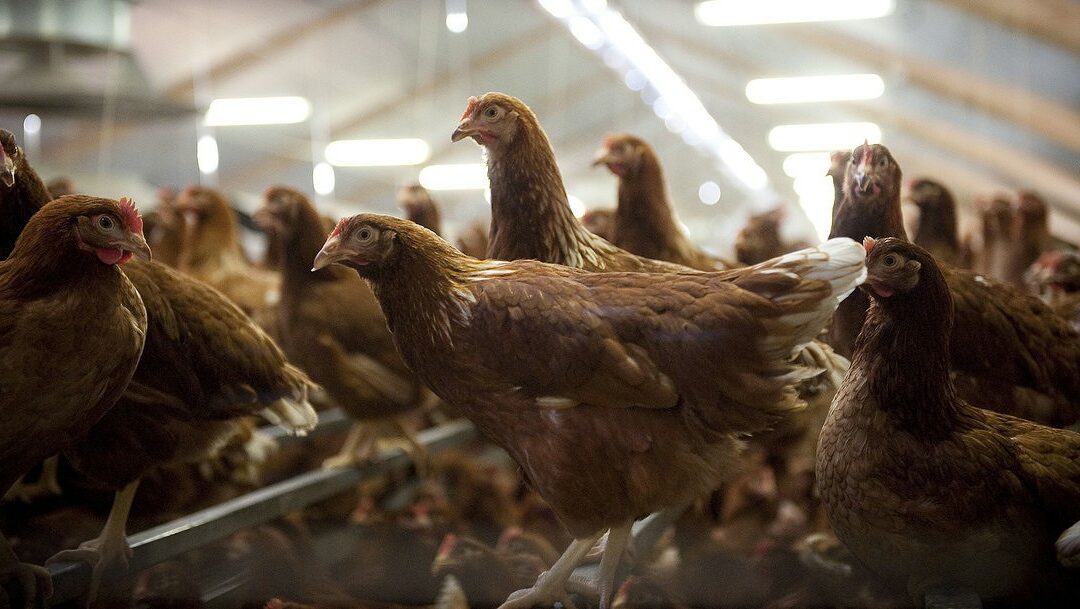 Influenza aviaire : la situation en France
