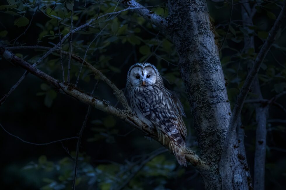 La nuit de la chouette au château Guiryenvexin